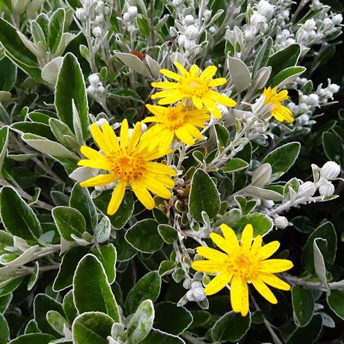 Yellow flowers of Brachyglottis compacta 'Sunshine' plant with green silver leaves. Brachyglottis greyi, commonly known as daisy bush, is a member of the large family Asteraceae